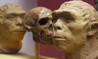Peking Man Treasure Tracer